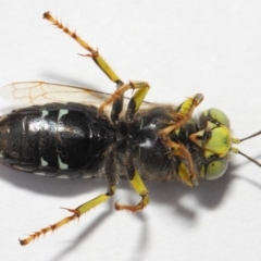 Bembix sp. (genus) at Hackett, ACT - 27 Nov 2018 03:25 PM