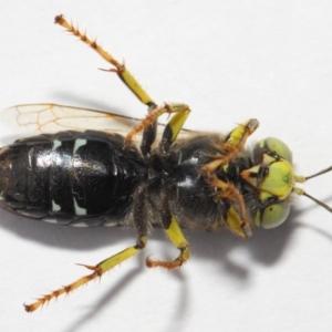 Bembix sp. (genus) at Hackett, ACT - 27 Nov 2018