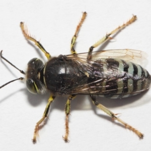 Bembix sp. (genus) at Hackett, ACT - 27 Nov 2018