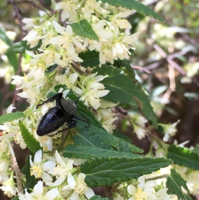 Gynatrix pulchella (Hemp Bush) at Dunlop, ACT - 8 Oct 2018 by JaneR