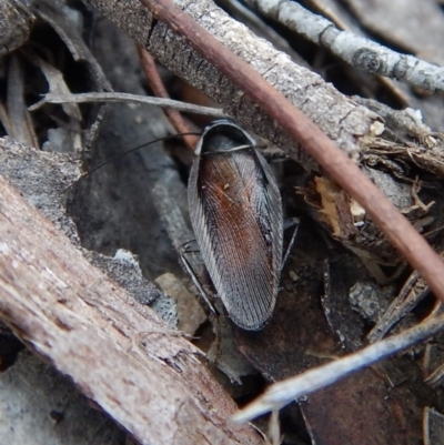 Ellipsidion australe (Austral Ellipsidion cockroach) at Dunlop, ACT - 29 Nov 2018 by CathB