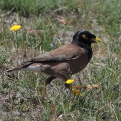 Acridotheres tristis (Common Myna) at Gordon, ACT - 29 Nov 2018 by michaelb