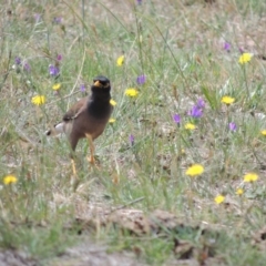 Acridotheres tristis at Gordon, ACT - 29 Nov 2018