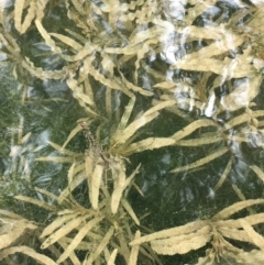 Potamogeton crispus (Curly Pondweed) at Dunlop, ACT - 11 Oct 2018 by JaneR