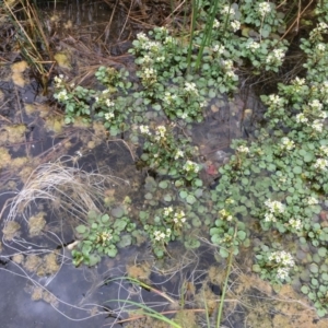 Rorippa nasturtium-aquaticum at Dunlop, ACT - 5 Nov 2018 12:20 PM