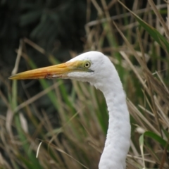 Ardea alba (Great Egret) at Shoalhaven Heads, NSW - 21 Oct 2018 by KumikoCallaway