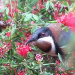 Acanthorhynchus tenuirostris (Eastern Spinebill) at Conjola, NSW - 20 Oct 2018 by KumikoCallaway