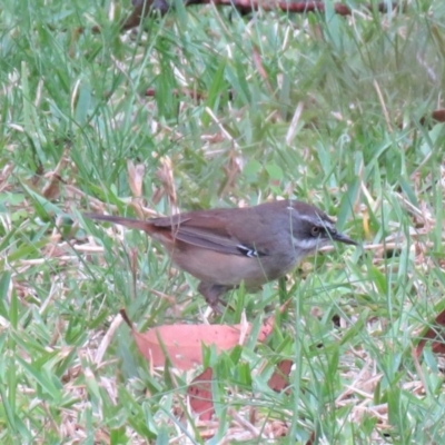 Sericornis frontalis (White-browed Scrubwren) at Conjola, NSW - 20 Oct 2018 by KumikoCallaway