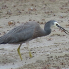 Egretta novaehollandiae (White-faced Heron) at Shoalhaven Heads, NSW - 21 Oct 2018 by KumikoCallaway