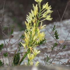 Dendrobium speciosum var. speciosum (Sydney Rock Orchid) at Tianjara, NSW - 20 Oct 2018 by KumikoCallaway