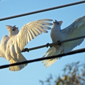 Cacatua sanguinea at Macarthur, ACT - 30 Nov 2018