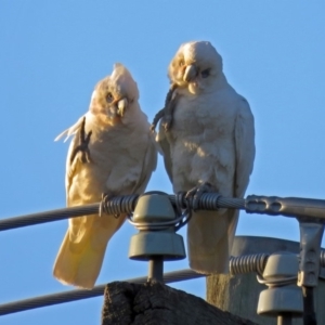 Cacatua sanguinea at Macarthur, ACT - 30 Nov 2018 07:29 PM