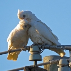 Cacatua sanguinea at Macarthur, ACT - 30 Nov 2018