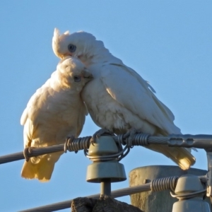 Cacatua sanguinea at Macarthur, ACT - 30 Nov 2018 07:29 PM