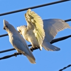 Cacatua sanguinea at Macarthur, ACT - 30 Nov 2018