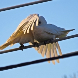 Cacatua sanguinea at Macarthur, ACT - 30 Nov 2018