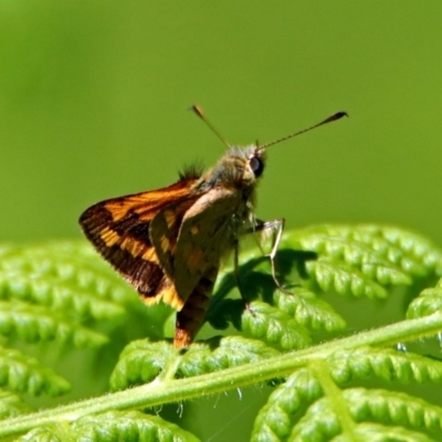 Ocybadistes walkeri (Green Grass-dart) at Acton, ACT - 29 Nov 2018 by RodDeb