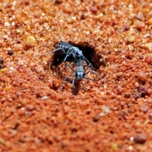 Sphecidae or Crabronidae (families) at Hackett, ACT - 30 Nov 2018 01:15 PM