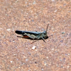 Cryptobothrus chrysophorus (Golden Bandwing) at Hackett, ACT - 30 Nov 2018 by RodDeb