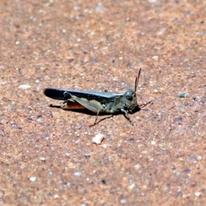 Cryptobothrus chrysophorus at Hackett, ACT - 30 Nov 2018 01:34 PM