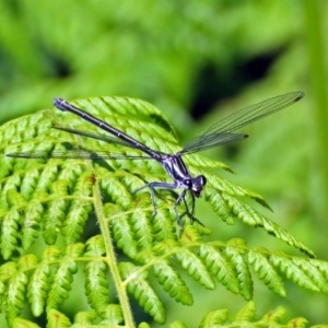 Austroargiolestes icteromelas at Acton, ACT - 30 Nov 2018