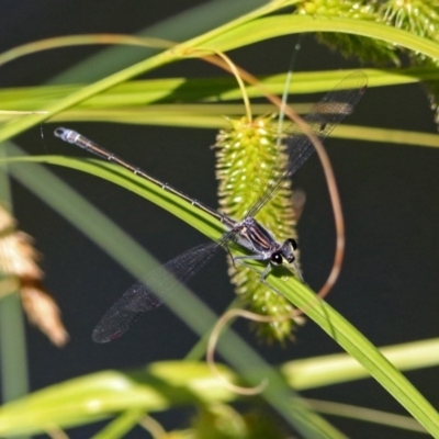 Austroargiolestes icteromelas (Common Flatwing) at Acton, ACT - 29 Nov 2018 by RodDeb