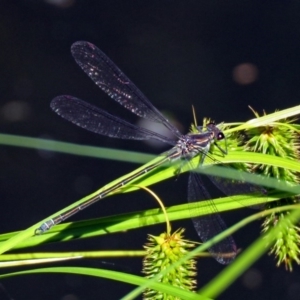 Austroargiolestes icteromelas at Acton, ACT - 30 Nov 2018