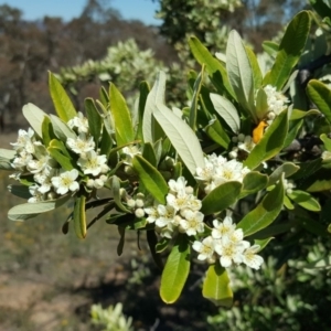 Pyracantha angustifolia at Symonston, ACT - 1 Dec 2018 03:20 PM