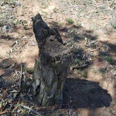 Papyrius nitidus (Shining Coconut Ant) at Red Hill, ACT - 1 Dec 2018 by Mike