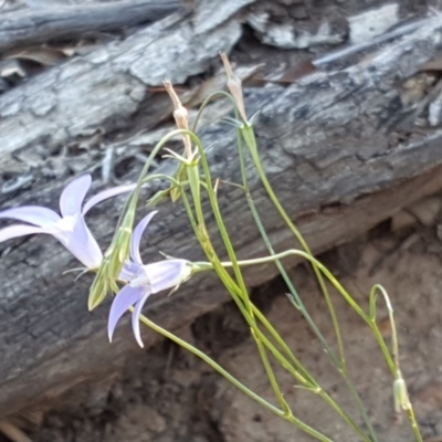 Wahlenbergia capillaris (Tufted Bluebell) at Red Hill, ACT - 1 Dec 2018 by Mike