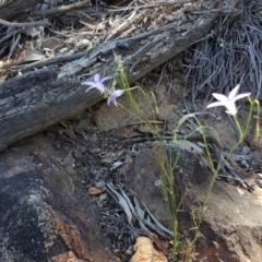 Wahlenbergia capillaris at Red Hill, ACT - 1 Dec 2018