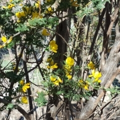 Cytisus scoparius subsp. scoparius (Scotch Broom, Broom, English Broom) at Symonston, ACT - 1 Dec 2018 by Mike