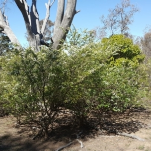 Ligustrum sinense at Symonston, ACT - 1 Dec 2018