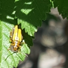 Xanthogaleruca luteola (Elm leaf beetle) at Symonston, ACT - 1 Dec 2018 by Mike