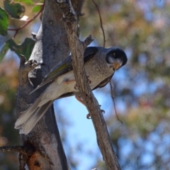 Manorina melanocephala (Noisy Miner) at Symonston, ACT - 1 Dec 2018 by Mike