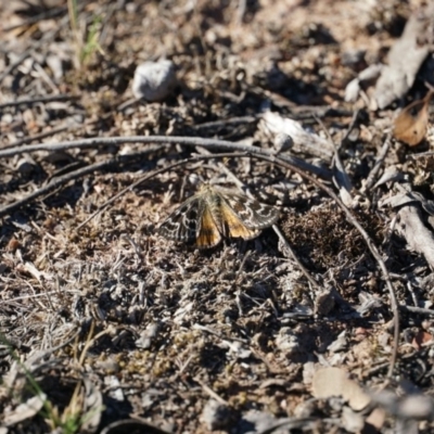 Synemon plana (Golden Sun Moth) at Lake George, NSW - 1 Dec 2018 by MPennay