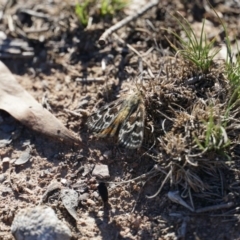 Synemon plana at Lake George, NSW - 1 Dec 2018 04:31 PM