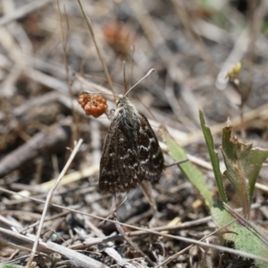 Synemon plana at Gundaroo, NSW - 30 Nov 2018