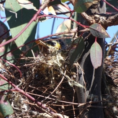 Manorina melanocephala (Noisy Miner) at Symonston, ACT - 1 Dec 2018 by Mike