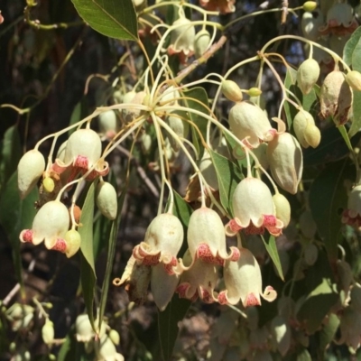 Brachychiton populneus subsp. populneus (Kurrajong) at Mount Ainslie - 30 Nov 2018 by RWPurdie
