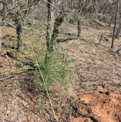 Asparagus officinalis (Asparagus) at Ainslie, ACT - 30 Nov 2018 by RWPurdie