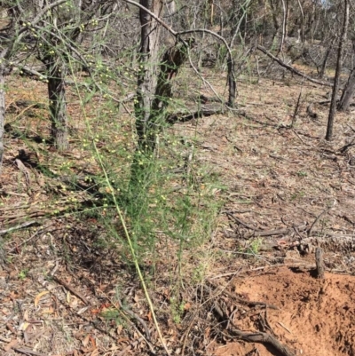 Asparagus officinalis (Asparagus) at Ainslie, ACT - 30 Nov 2018 by RWPurdie