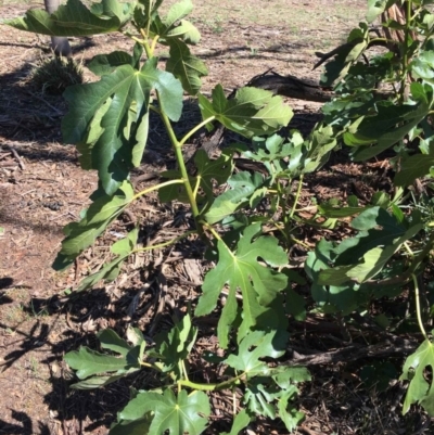 Ficus carica (Fig) at Mount Ainslie - 30 Nov 2018 by RWPurdie