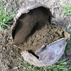 Calvatia sp. (a puffball ) at Kingston, ACT - 29 Nov 2018 by Nivlek