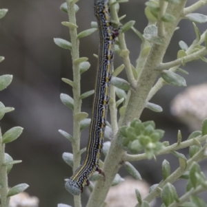 Chlenias (genus) at Acton, ACT - 30 Nov 2018