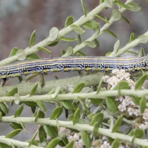 Chlenias (genus) at Acton, ACT - 30 Nov 2018 11:46 AM