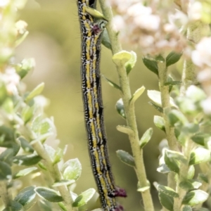 Chlenias (genus) at Acton, ACT - 30 Nov 2018 11:46 AM