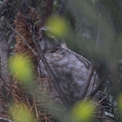 Anthochaera carunculata (Red Wattlebird) at Acton, ACT - 1 Dec 2018 by AlisonMilton