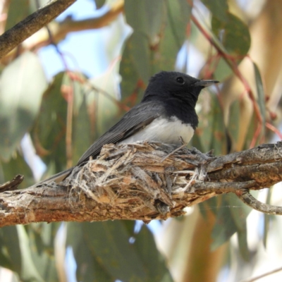 Myiagra rubecula (Leaden Flycatcher) at Kambah, ACT - 30 Nov 2018 by MatthewFrawley