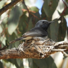 Myiagra rubecula at Kambah, ACT - 1 Dec 2018 10:31 AM